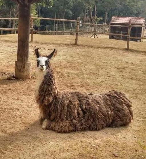 Aldeia Parque Pousada Rural Sao Roque  Bagian luar foto