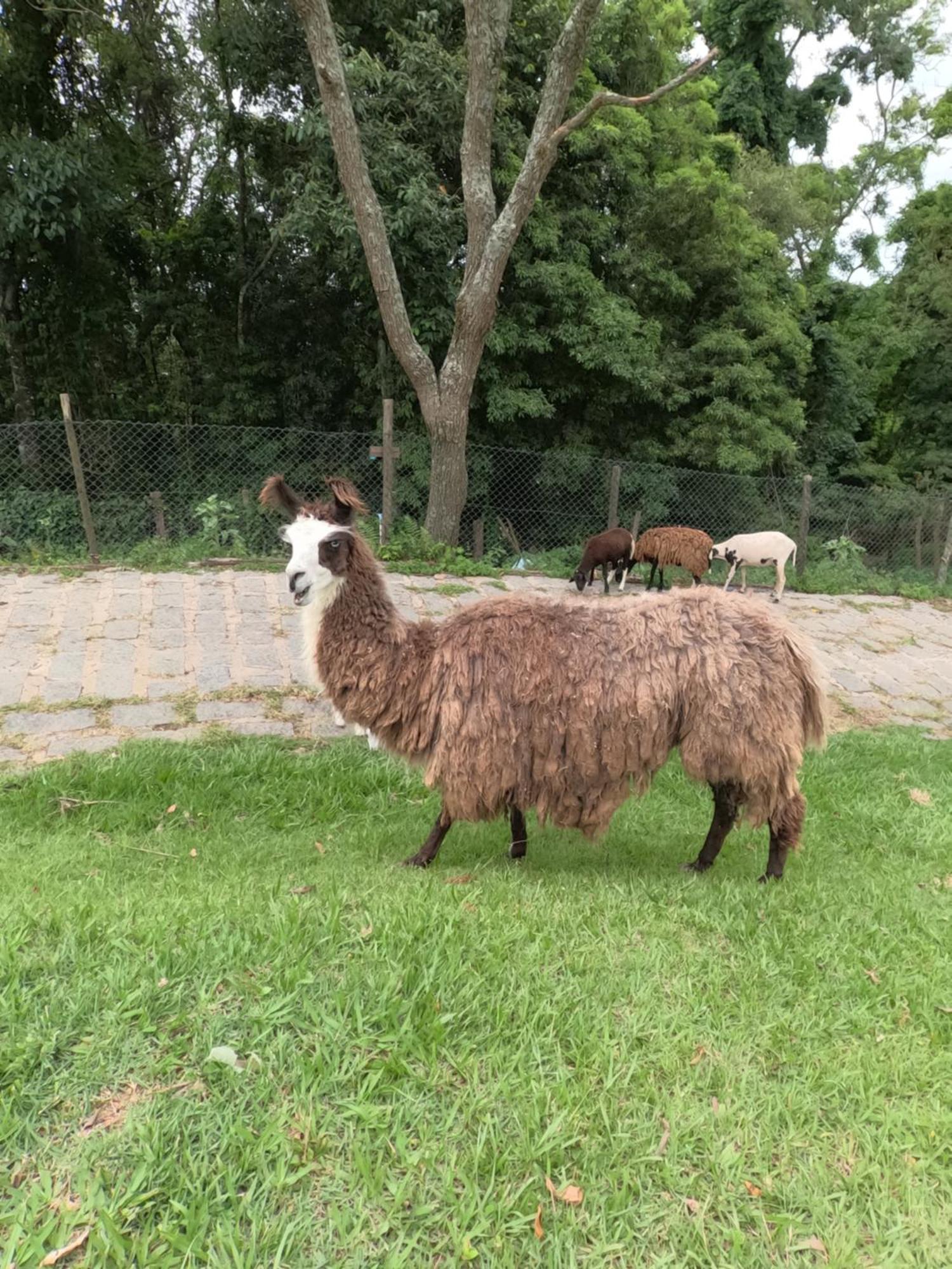Aldeia Parque Pousada Rural Sao Roque  Bagian luar foto