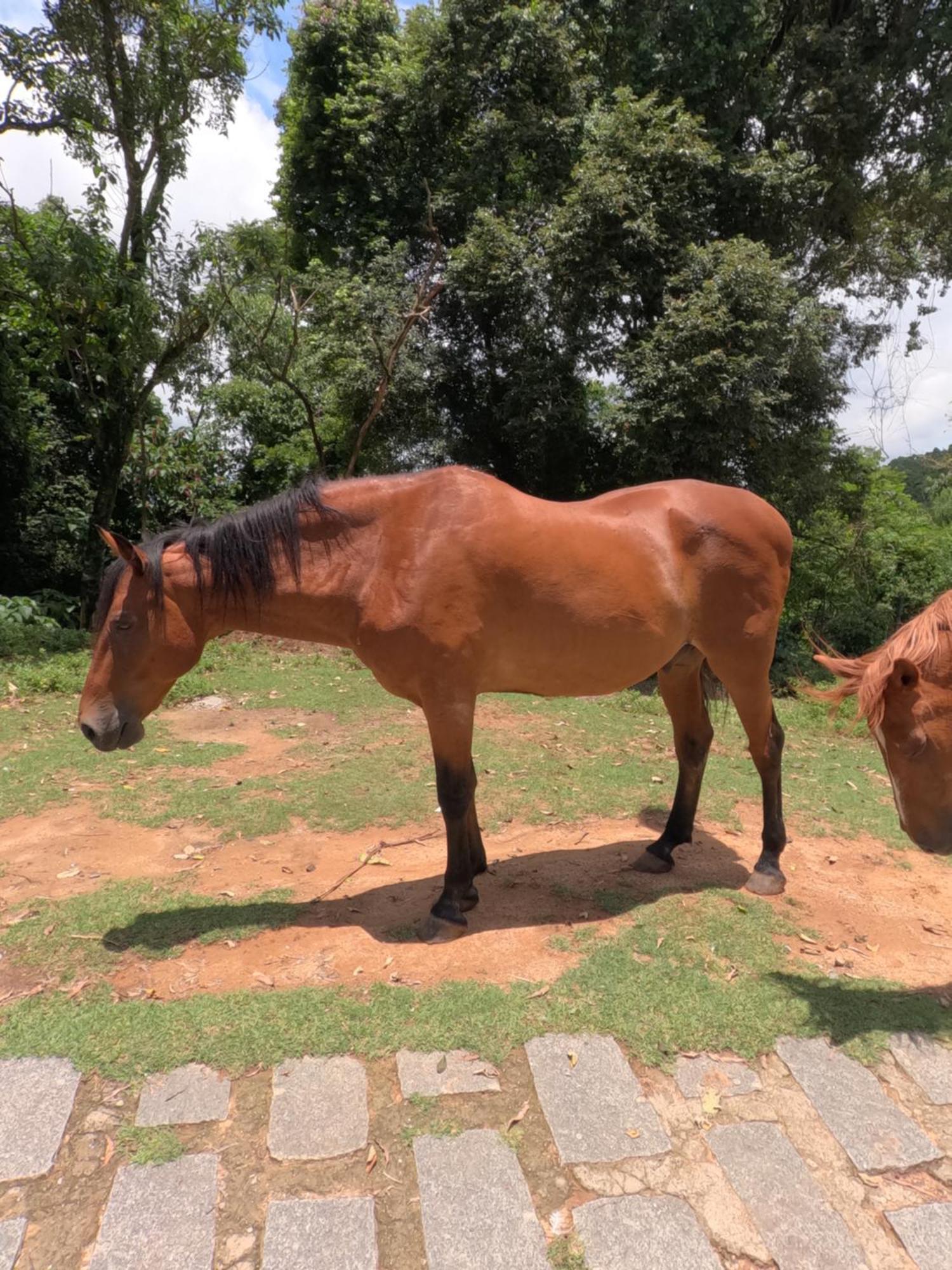 Aldeia Parque Pousada Rural Sao Roque  Bagian luar foto